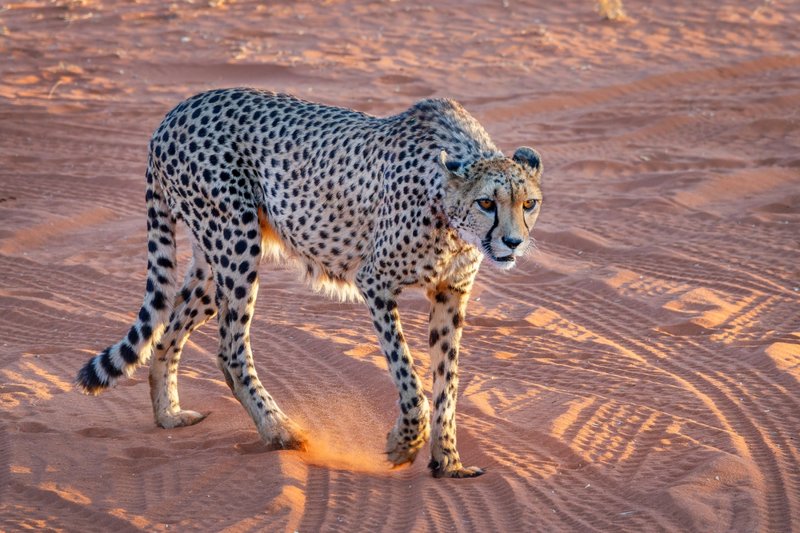 Η άγρια ζωή της ερήμου