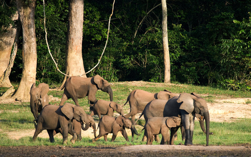  Dzanga Bai, δασικοί ελέφαντες 