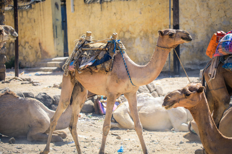 H Αγορά των Ζώων