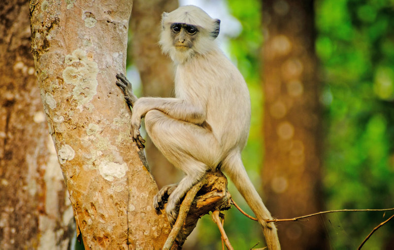 Το Εθνικό Πάρκο Τσιτουάν