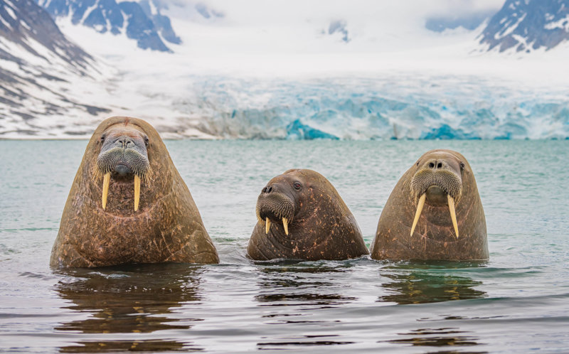 Θαλάσσιοι ίπποι στον όρμο Borebukta