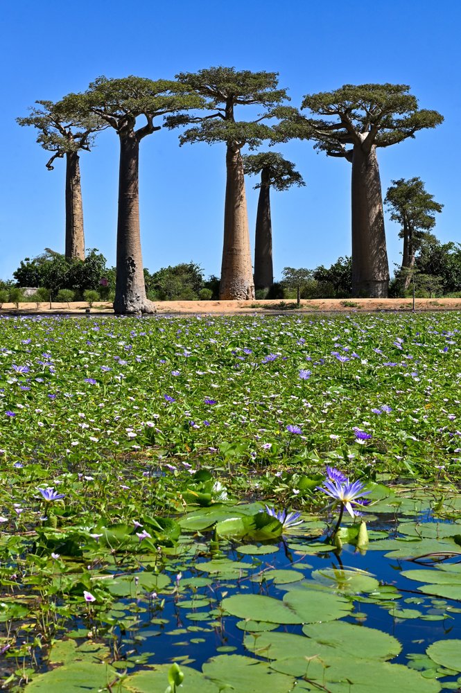 Θαυμάζουμε τα εντυπωσιακά μπαομπάμπ