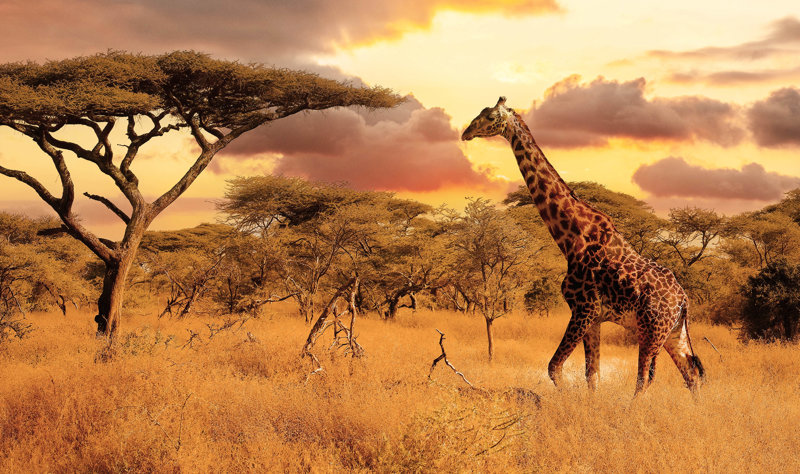 Εθνικό Πάρκο Σερενγκέτι, Τανζανία