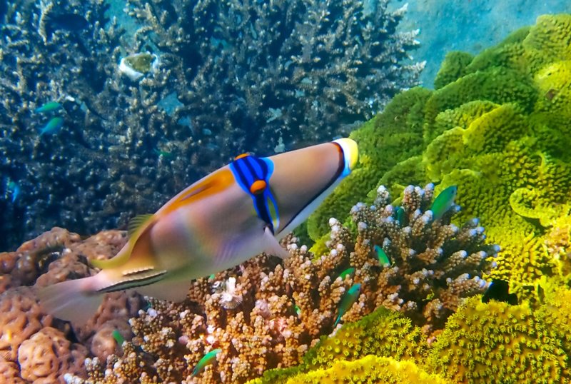 Ερυθρά Θάλασσα