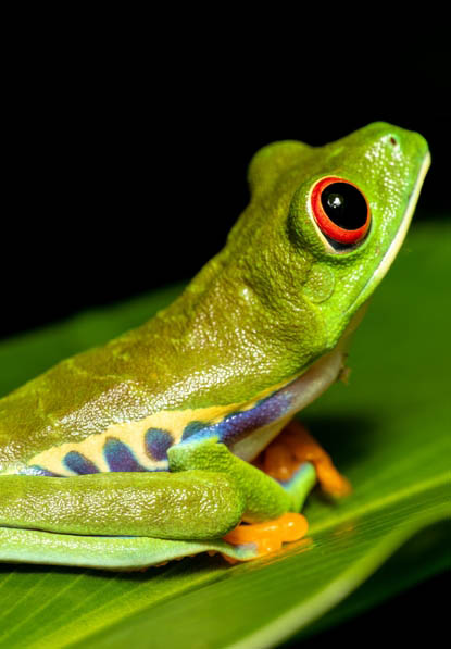 Θαυμάστε το περίφημο βατραχάκι με τα κόκκινα μάτια 