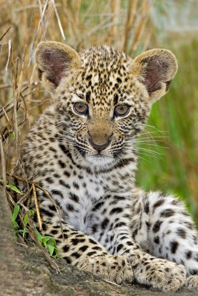 Δύο Σαφάρι χερσαία και πλωτά 