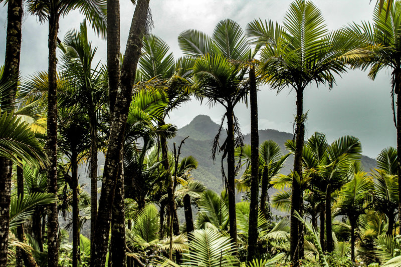 Γνωρίζουμε το Πουέρτο Ρίκο και εξερευνούμε το δάσος El Yunque