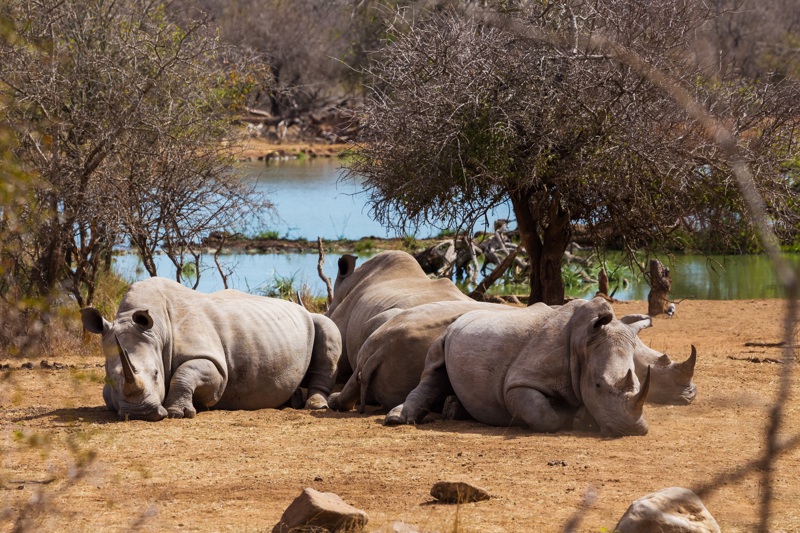 ΑΘΗΝΑ/ΘΕΣΣΑΛΟΝΙΚΗ/ΛΑΡΝΑΚΑ – ΜΑΟΥΝ – MOREMI GAME RESERVE  