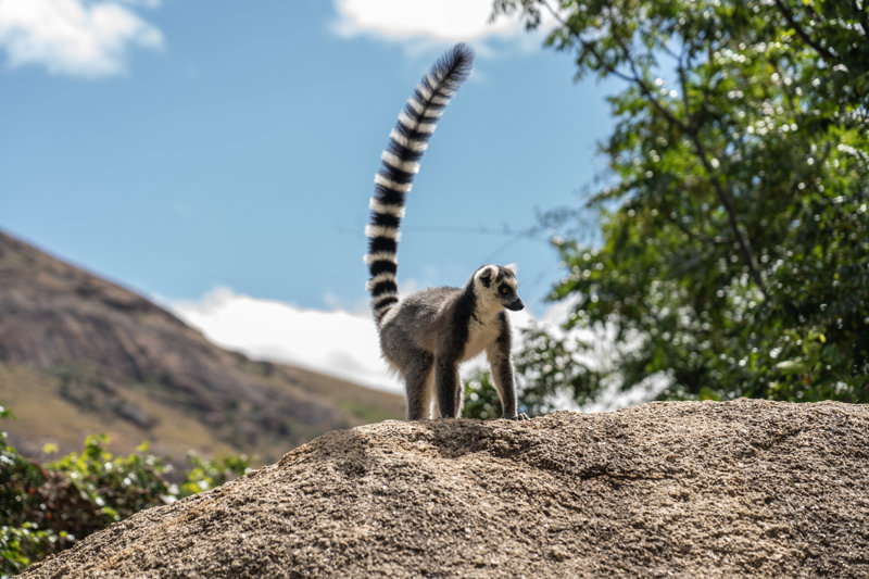 Οι λεμούριοι με την δακτυλιοειδή ουρά