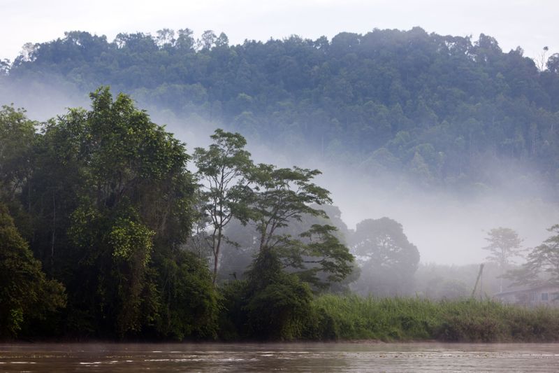 Ποταμός Kinabatangan, Βόρνεο