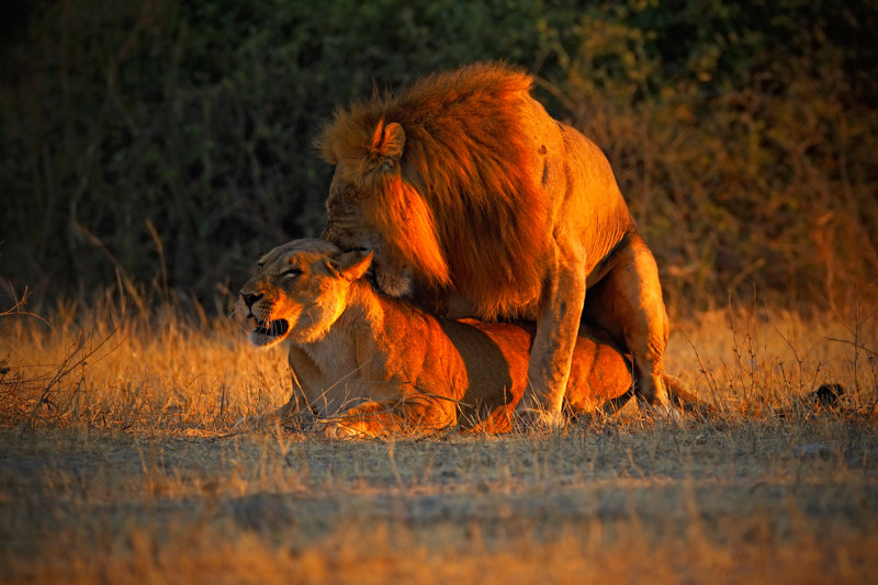 Εθνικό Πάρκο Τσόμπε, Μποτσουάνα