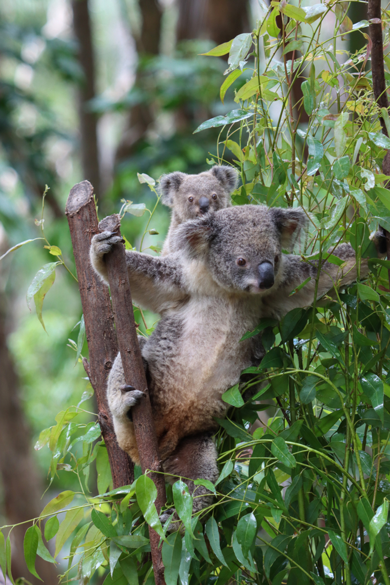 Το καταφύγιο άγριας ζωής Featherdale Wildlife Park