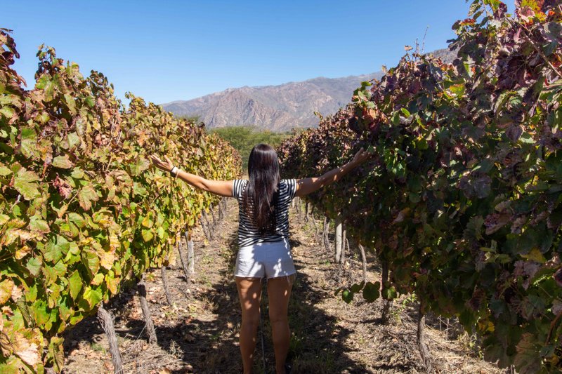 Αμπελώνες στο Καφαγιάτε