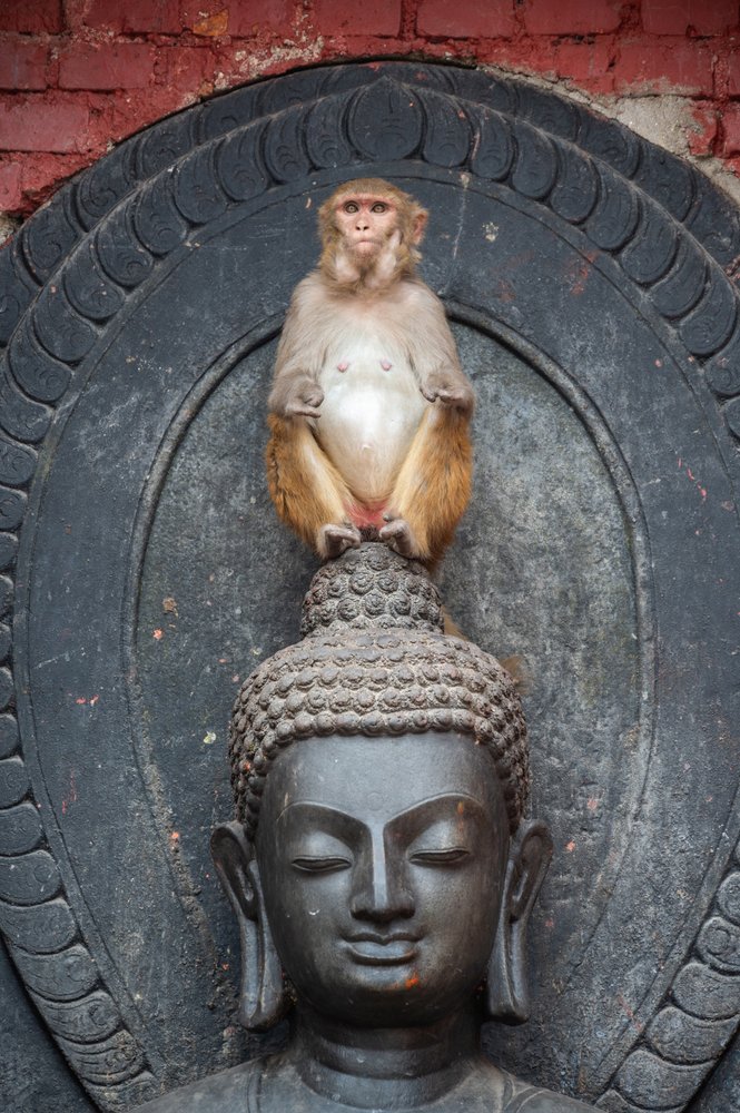 Σουαγιαμπουνάτ, ο ναός των μαϊμούδων