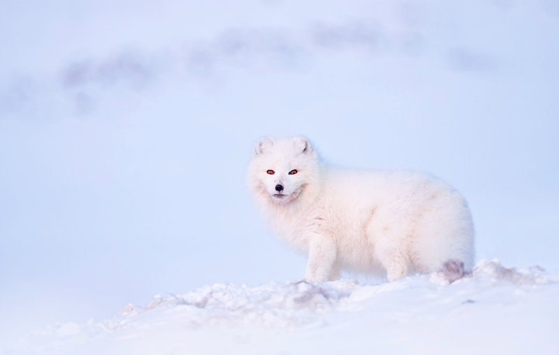 Αρκτική αλεπού στο αρχιπέλαγος Σβάλμπαρντ