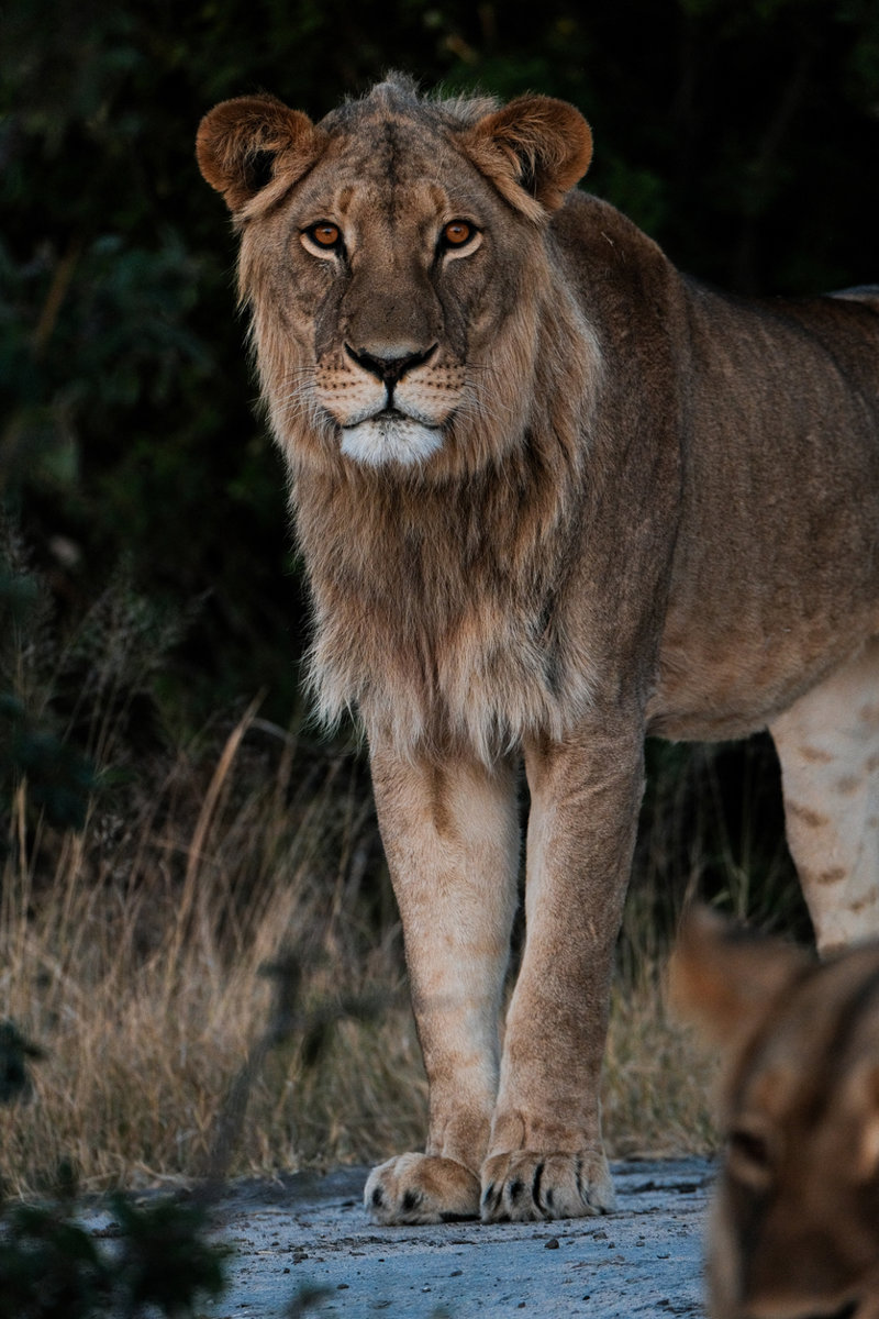 Tρια σαφάρι με εξαιρετικά jeep 4x4
