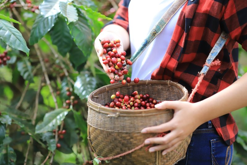 Φυτεία καφέ