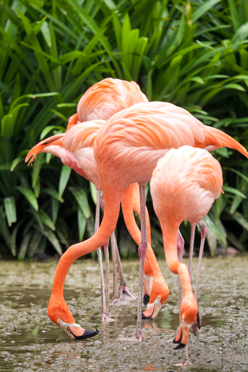 ΝΗΣΙΑ ΓΚΑΛΑΠΑΓΚΟΣ – πτήση για ΓΚΟΥΑΓΙΑΚΙΛ