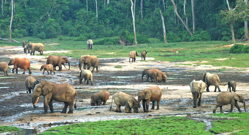 Θα επισκεφθούμε το φυσικό ξέφωτο Dzanga Bai