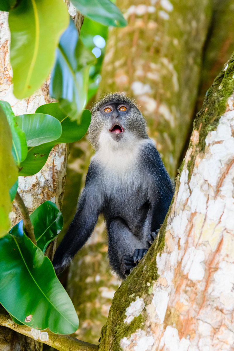 Ξενάγηση στην Πέτρινη Πόλη & στο Δάσος Ζοζάνι