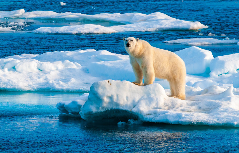 Πολική αρκούδα στο αρχιπέλαγος Σβάλμπαρντ