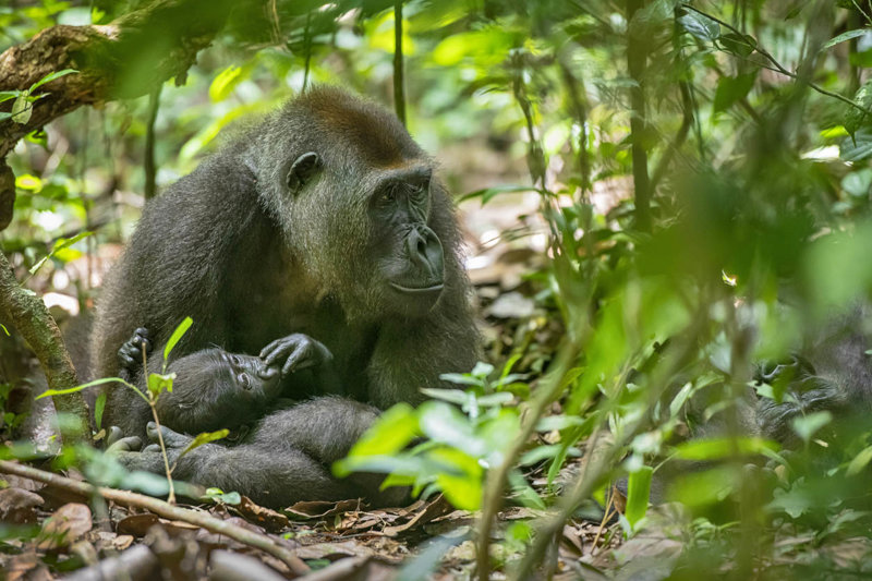 Πεδινός γορίλας στο Εθνικό Καταφύγιο Dzanga-Sangha