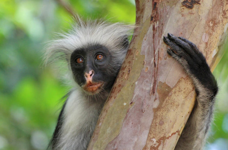 Πίθηκος Colobus, Πάρκο Ζοζάνι, Ζανζιβάρη