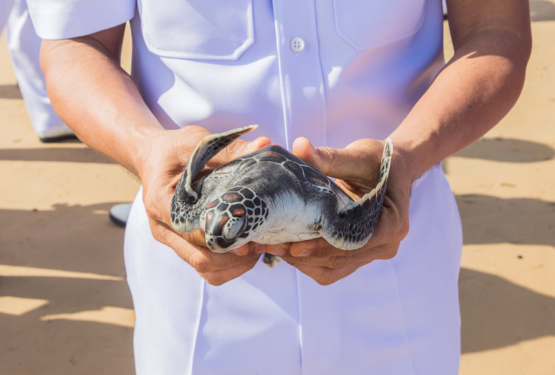 ΜΠΕΡΟΥΒΕΛΑ – Επίσκεψη στο ΠΑΡΚΟ ΘΑΛΑΣΣΙΑΣ ΧΕΛΩΝΑΣ & Σαφάρι με βάρκα στον ΠΟΤΑΜΟ ΜΑΝΤΟΥ – ΓΚΑΛΕ – ΜΠΕΡΟΥΒΕΛΑ