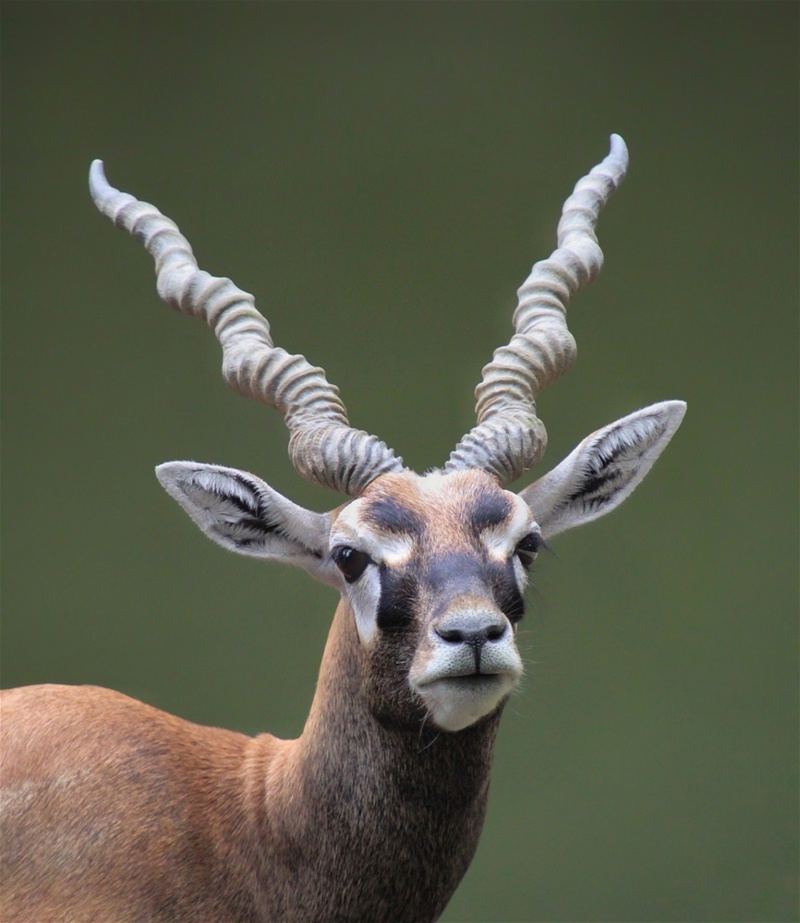 Ολοήμερο σαφάρι 