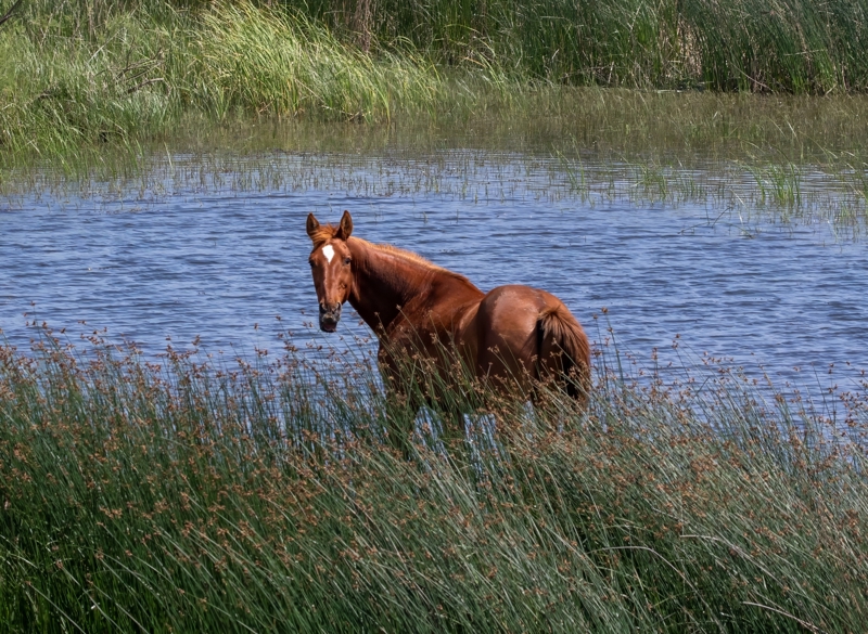 Αλεξανδρούπολη – Δέλτα Έβρου – Φέρες – Αλεξανδρούπολη (Πασχαλινό γεύμα)