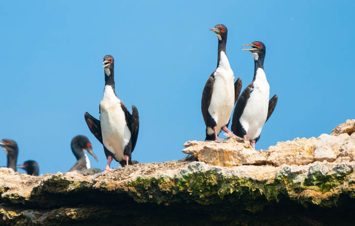 Τα νησιά Μπαγιέστας 