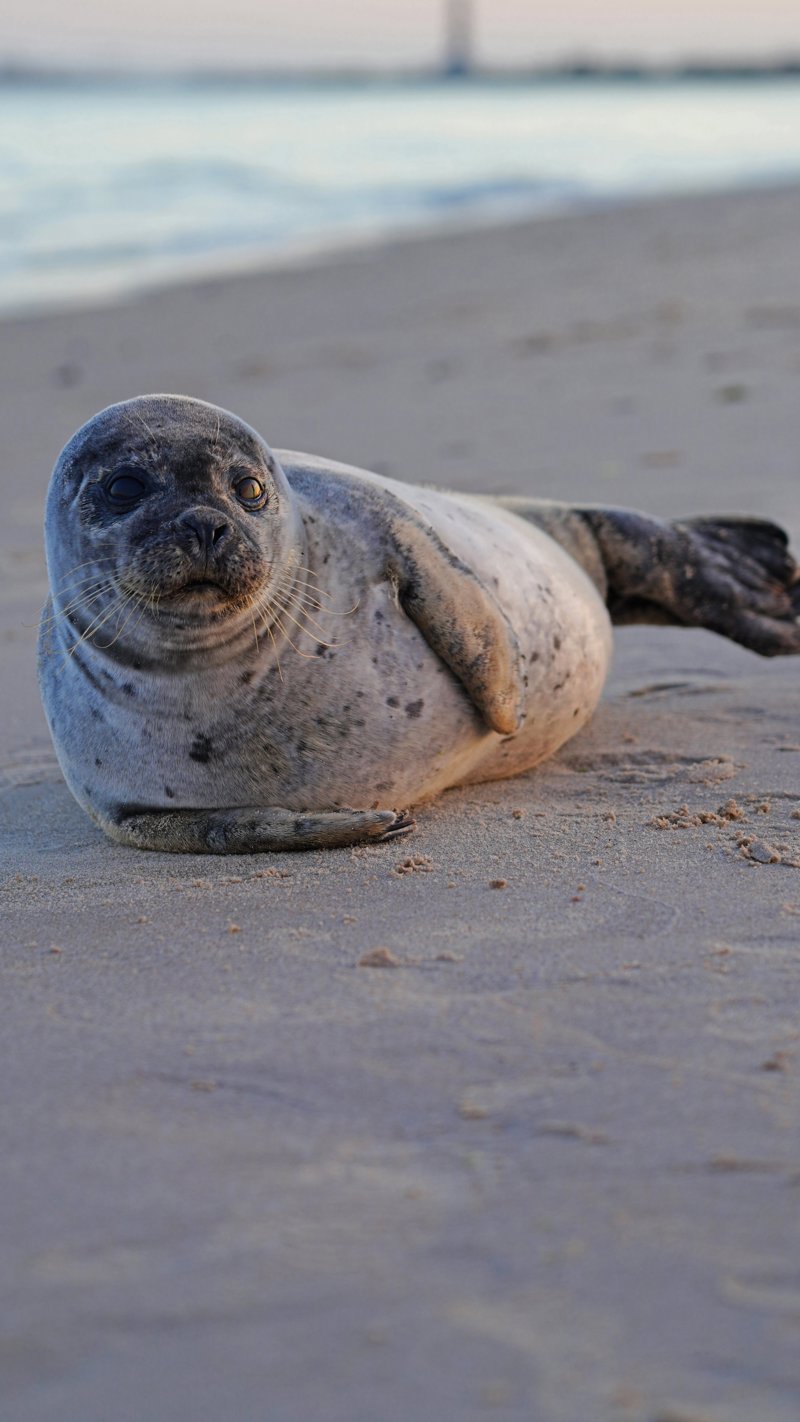 Περιλαμβάνεται βόλτα με Sandworm