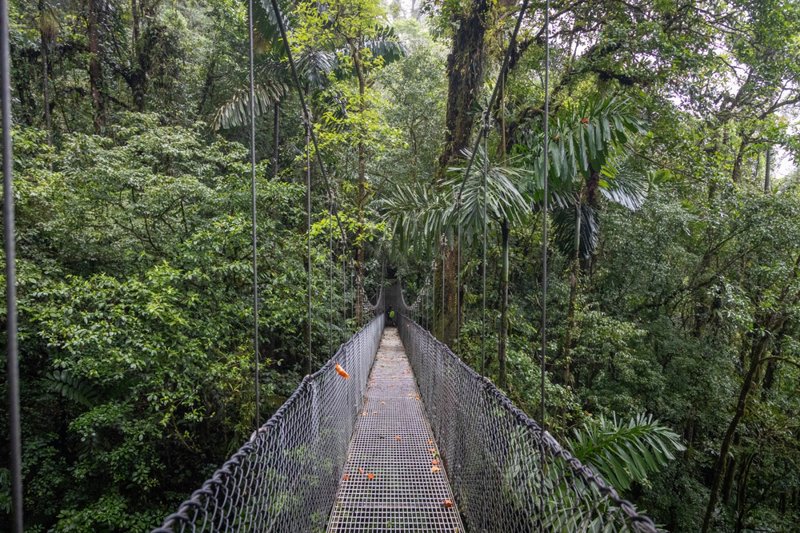 Περπατάμε στις εναέριες γέφυρες του Εθνικού Πάρκου Μίστικο 