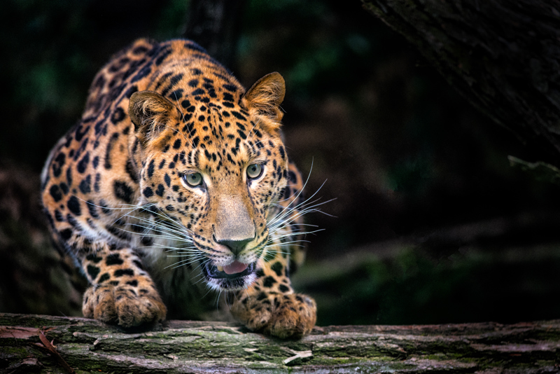 Εθνικό Πάρκο του ποταμού Μάγκο