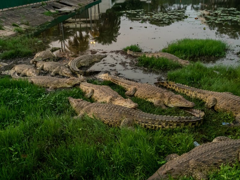 Λίμνη με κροκόδειλους στο πρώην Προεδρικό Μέγαρο, Γιαμουσσούκρο, Ακτή Ελεφαντοστού
