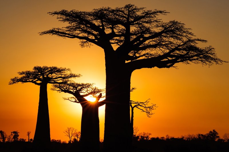 Η λεωφόρος των μπαομπάμπ 