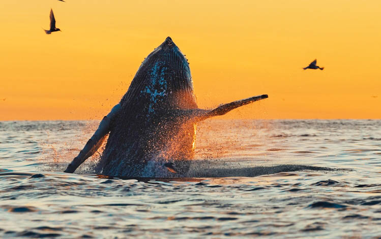 ΙΦΑΤΙ  (Whale Watching/Πάρκο Ρενιάλα)