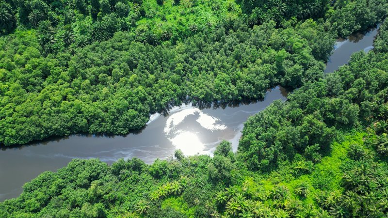 Πλωτή διαδρομή σε τροπικό μαγκρόβιο δάσος
