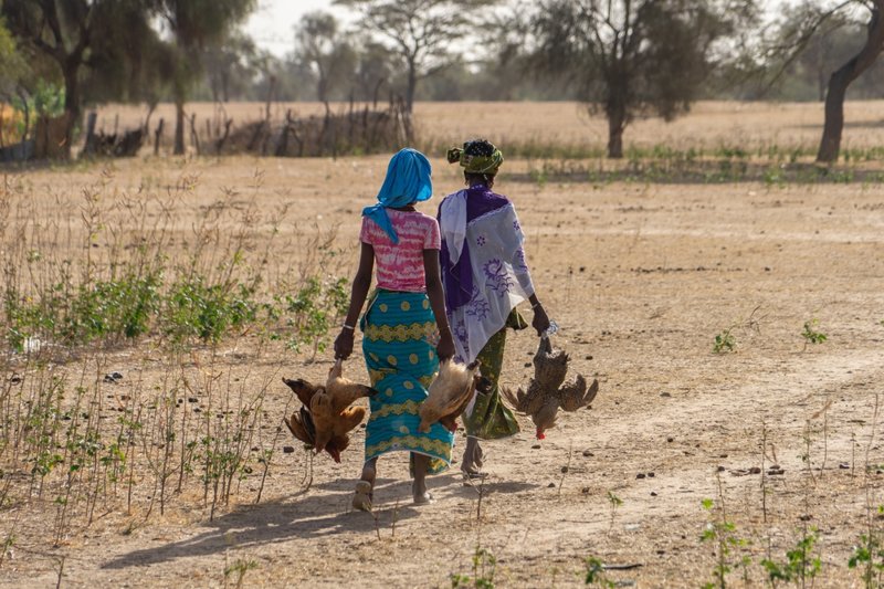 ΖΙΓΚΙΝΣΟΡ – ΜΠΙΣΣΑΟΥ (ΓΟΥΙΝΕΑ ΜΠΙΣΣΑΟΥ)