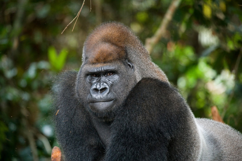 Ειδική αποστολή στην Κεντροαφρικανική Δημοκρατία - Καμερούν 