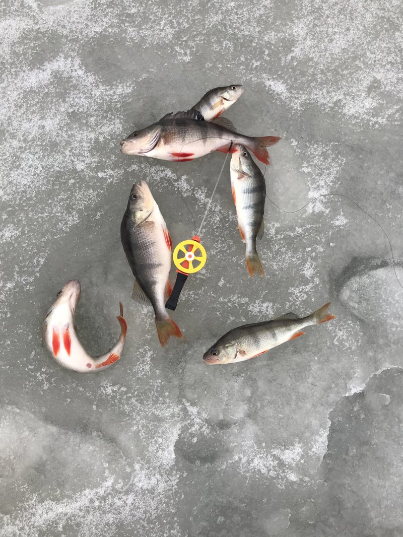 Ψαρεύουμε στον ΠΑΓΟ!