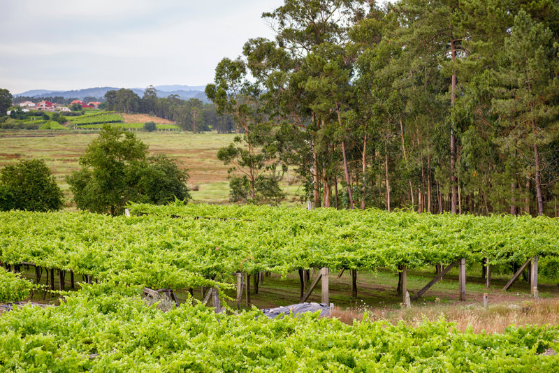 Η περιοχή Ρίας Μπάσας