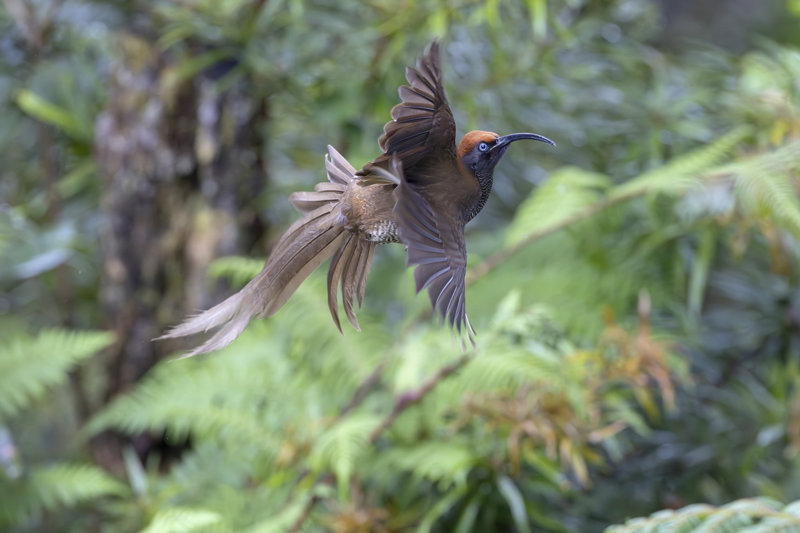 Ανακαλύπτουμε το Μάουντ Χάγκεν 