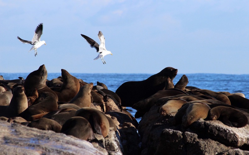 Νησί Ντουίκερ
