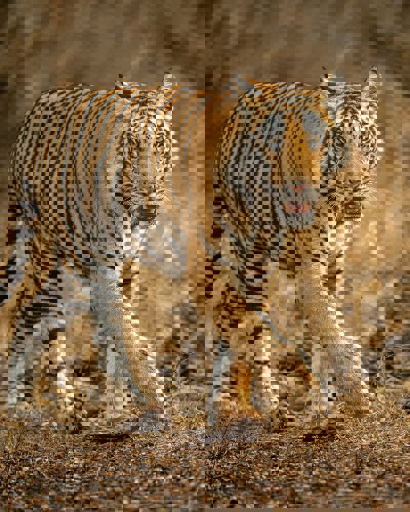 Εκδρομή στο Εθνικό Πάρκο Πάννα