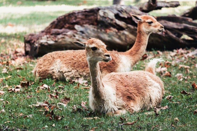 Oι βικούνιες στη Βολιβία