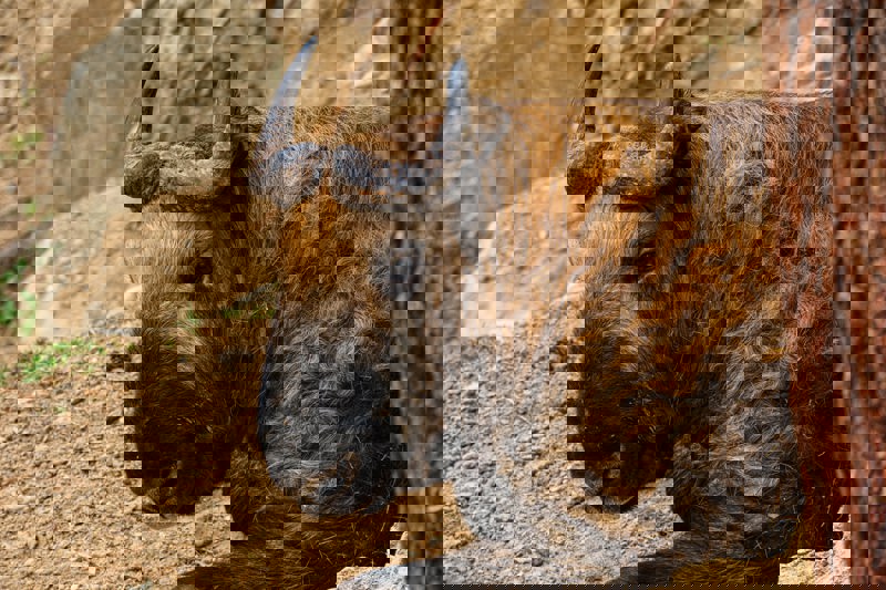 Καταφύγιο τακίν