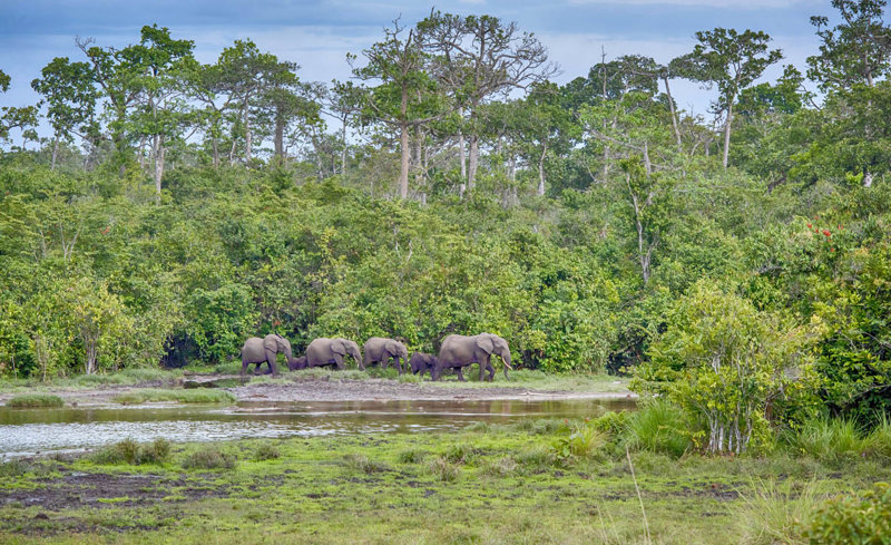 Dzanga Bai, δασικοί ελέφαντες 