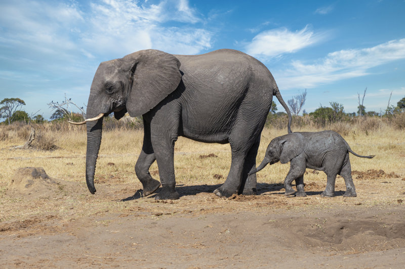 Θα κάνουμε καταπληκτικά σαφάρι 