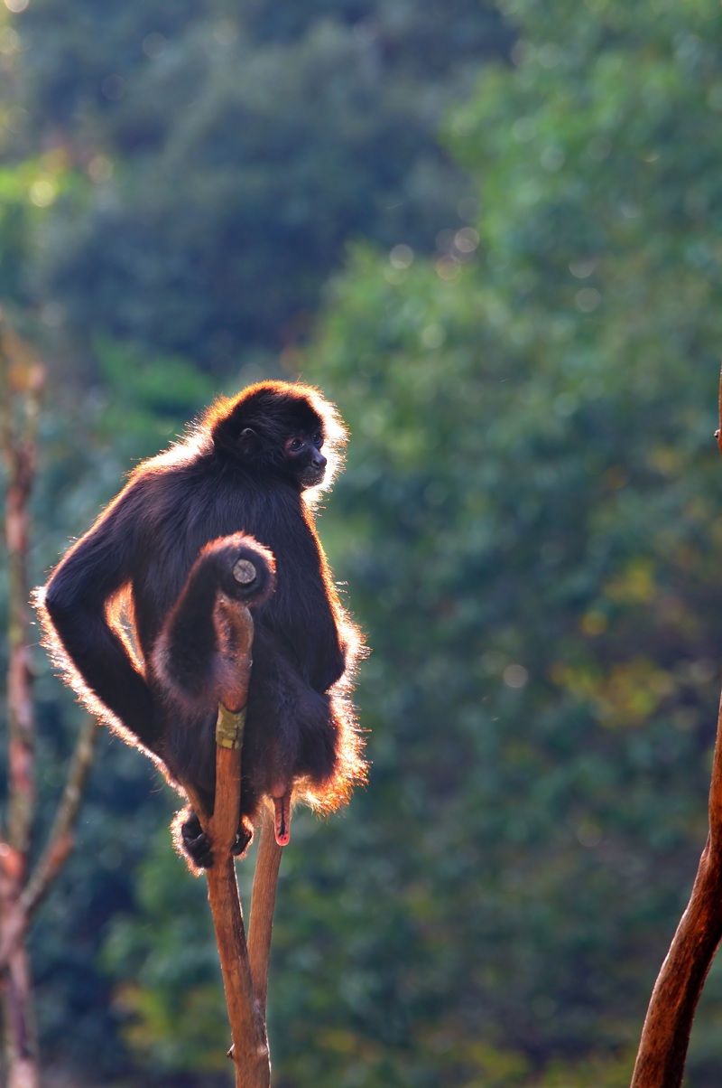 Σαφάρι στο Εθνικό Πάρκο Κρούγκερ